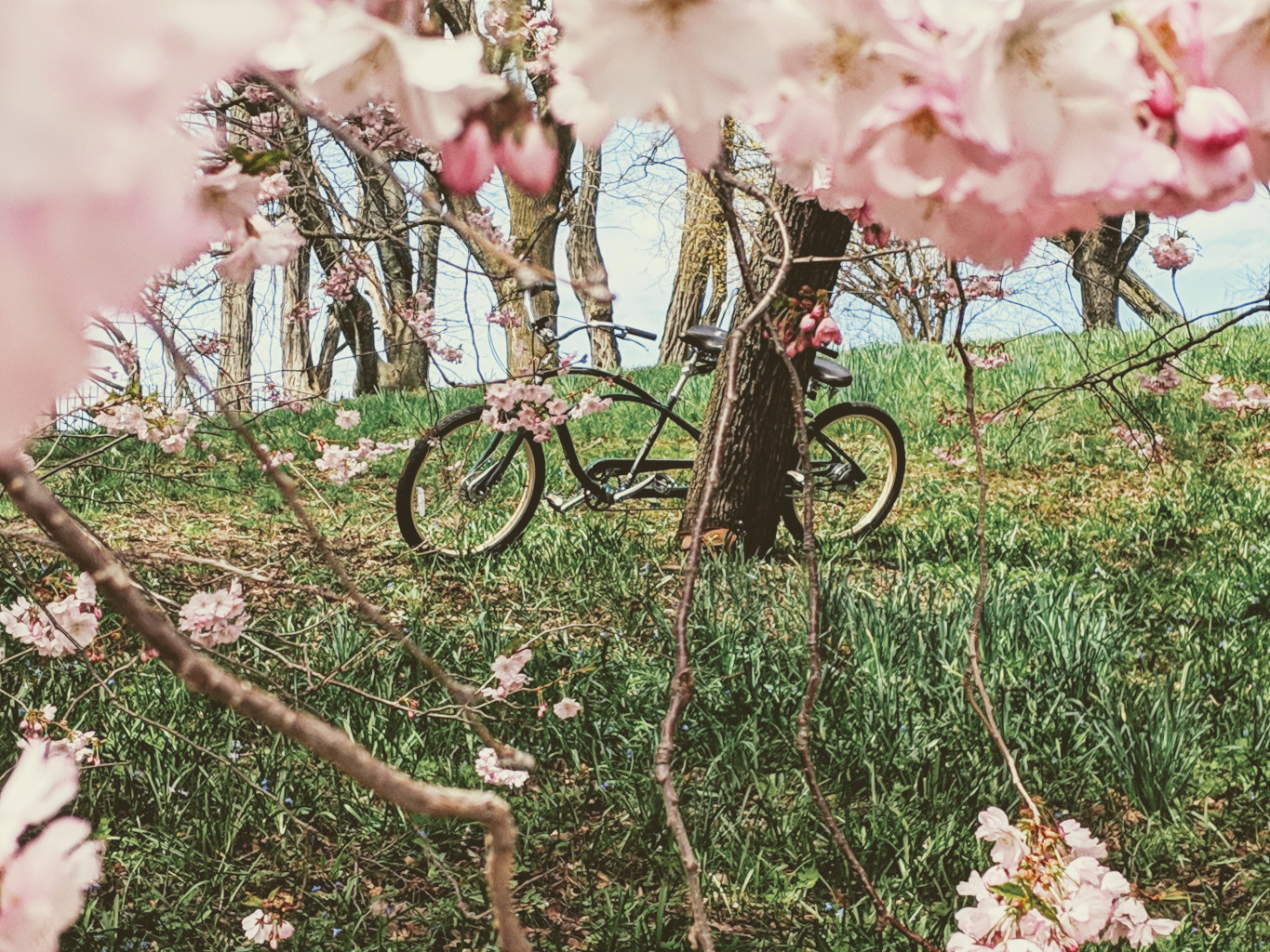 Blooming Magnificient – A Bicycle Built for Two